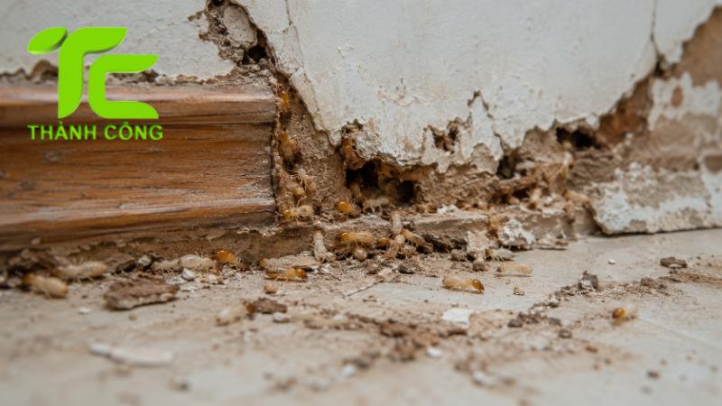 Những sai lầm khi xử lý mối trong tường khiến mối quay trở lại 7 Mối trong tường
