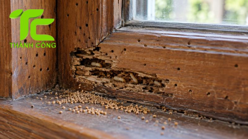 Phân biệt mối đất và mối gỗ chính xác qua 7 dấu hiệu dễ nhận biết 7 Phân biệt mối đất và mối gỗ